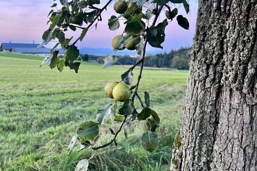 Herbstzeit ist Erntezeit